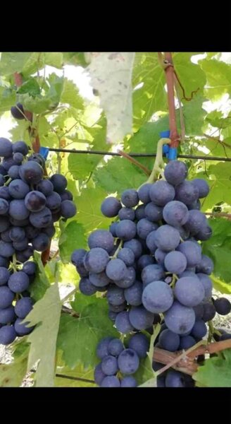 Butasi de vita de vie de anul 2 si de anul 3