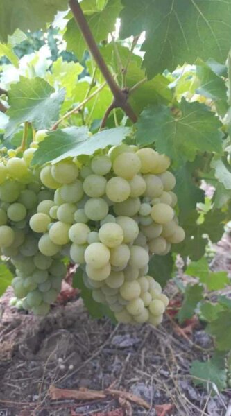 Butasi de vita de vie de anul 2 si de anul 3