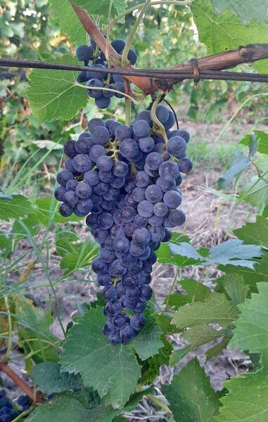 Butasi de vita de vie de anul 2 si de anul 3