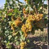 Butasi de vita de vie de anul 2 si de anul 3